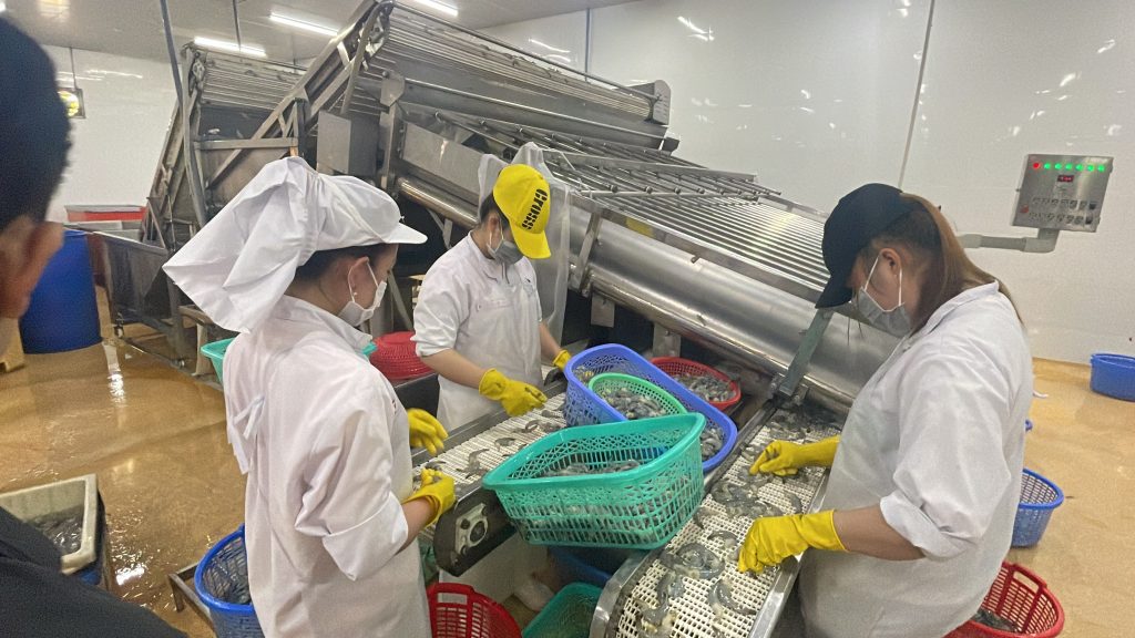 High-quality black tiger shrimp from Vietnam