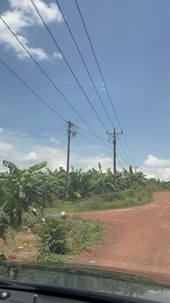 Vietnam green banana fresh export grade A tropical fruit supplier