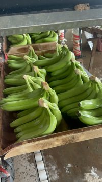 vietnam banana supplier