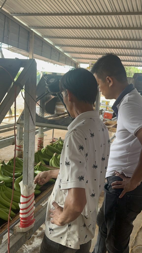 Vietnam green banana global export fresh tropical produce supplier