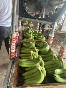 Vietnam cavendish green banana export bulk supplier fresh bananas