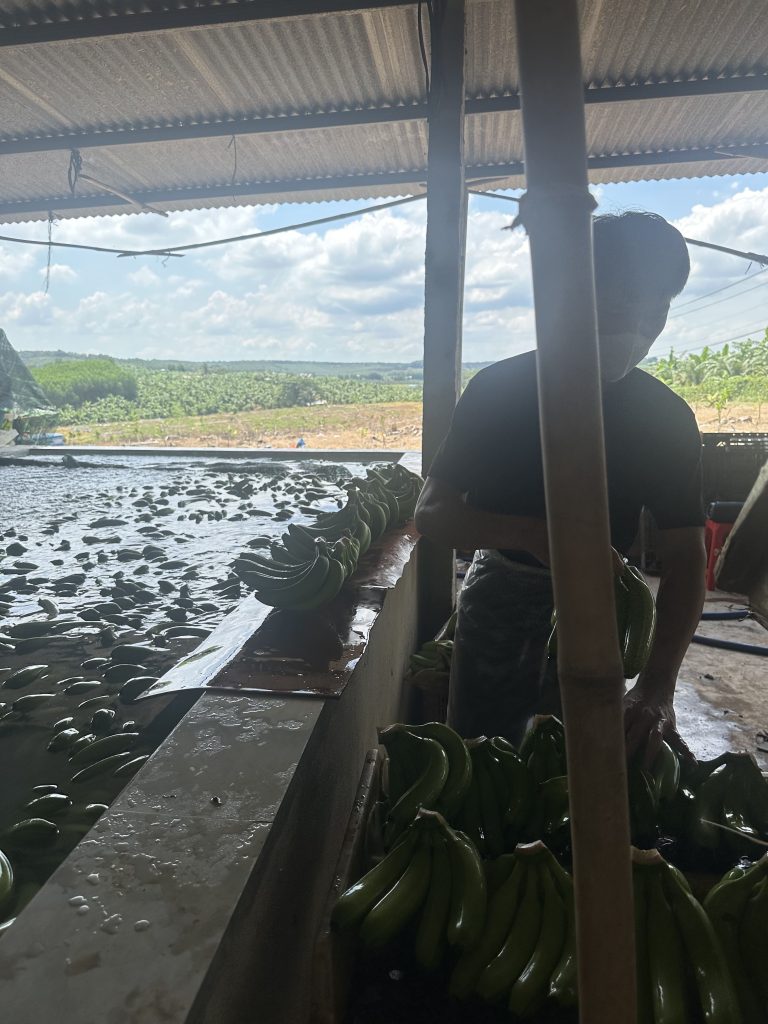 high quality green banana Vietnam export premium tropical fruit