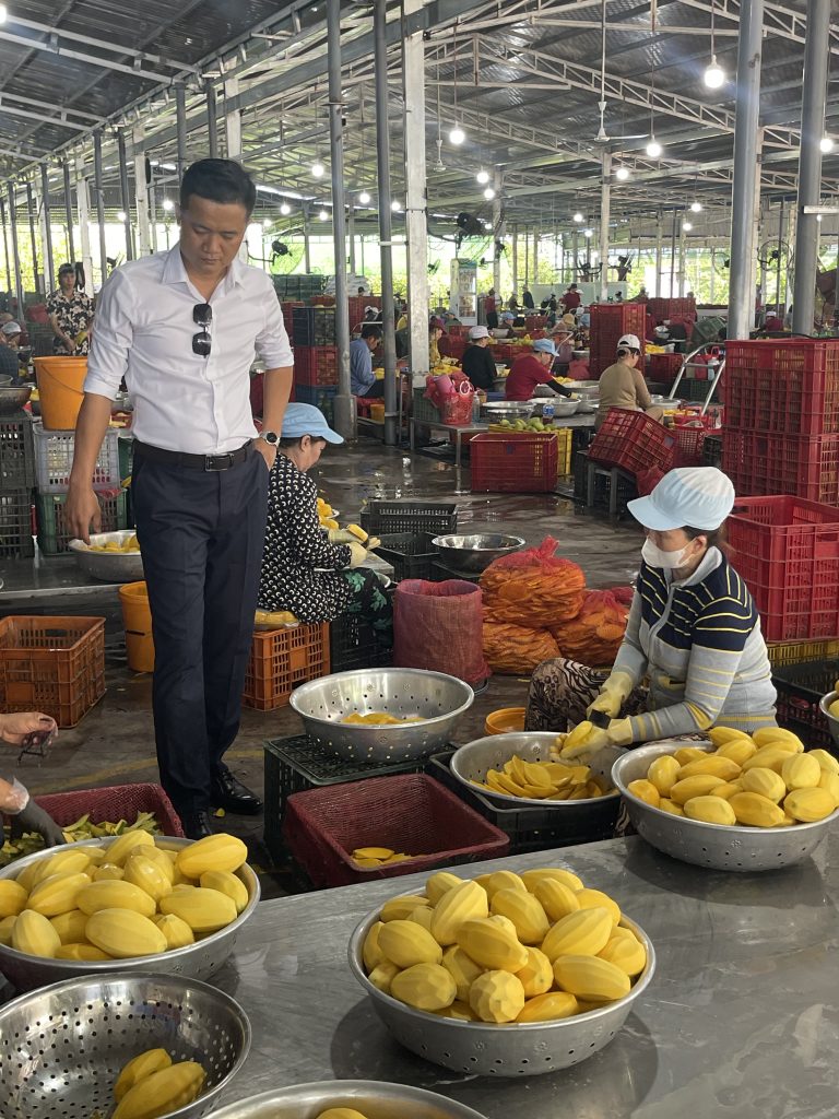 soft dried mango production process HACCP ISO certified factory