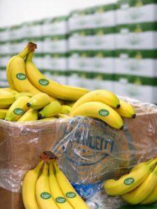 green banana Vietnam B2B export supplier wholesale tropical fruit
