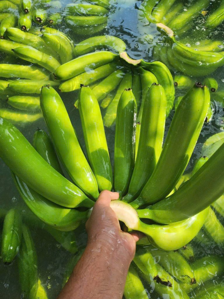 cavendish banana vietnam export