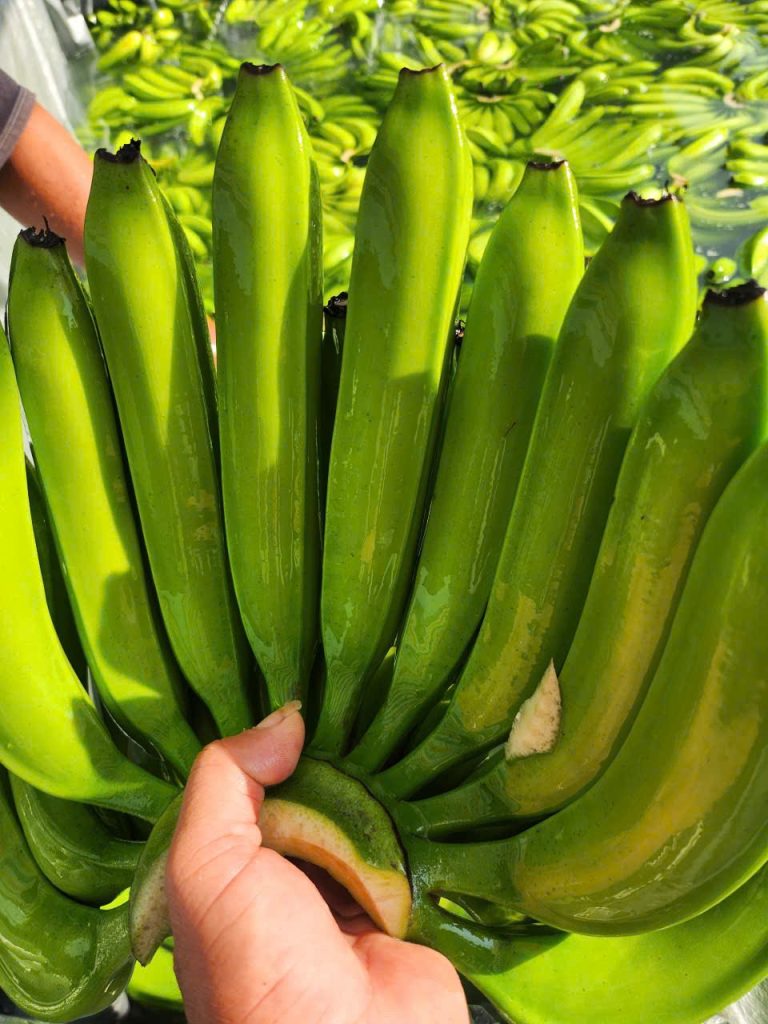 vietnamese banana varieties cavendish export