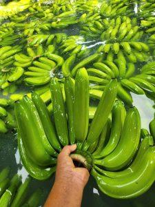 cavendish banana Vietnam export green bunch