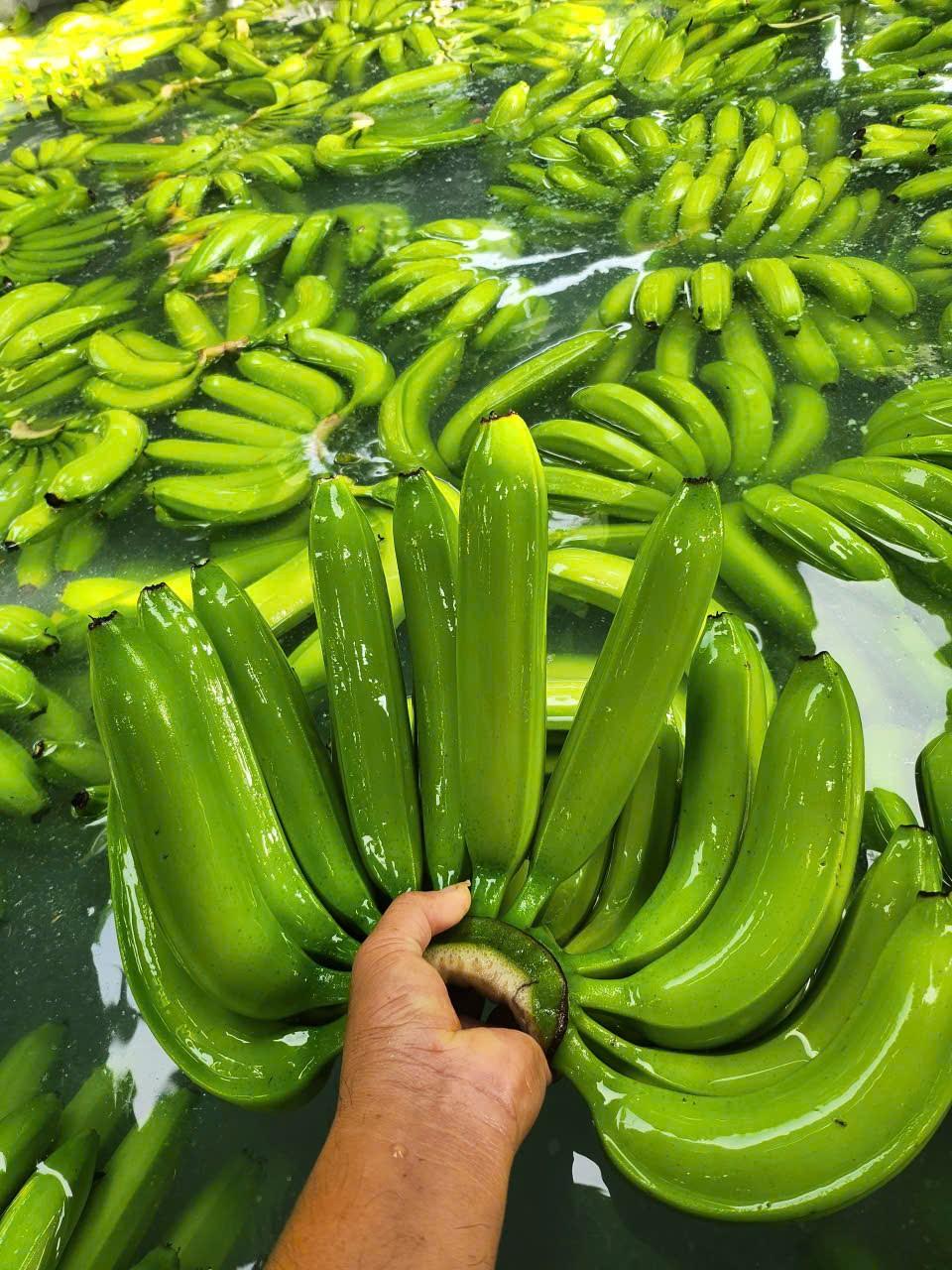 cavendish banana Vietnam export green bunch