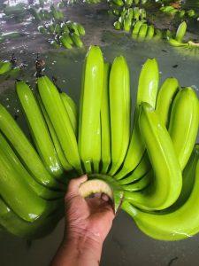 cavendish banana supplier vietnam