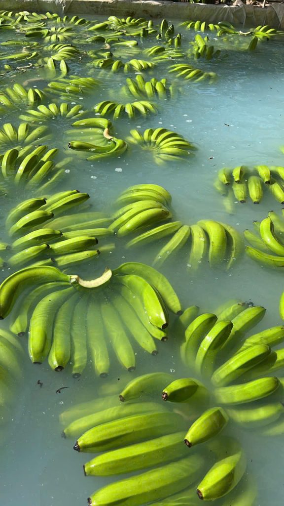 Vietnamese Banana Varieties