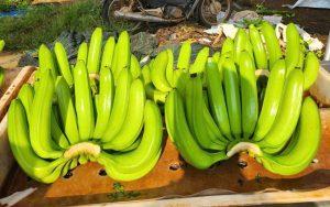 vietnamese banana varieties cavendish export