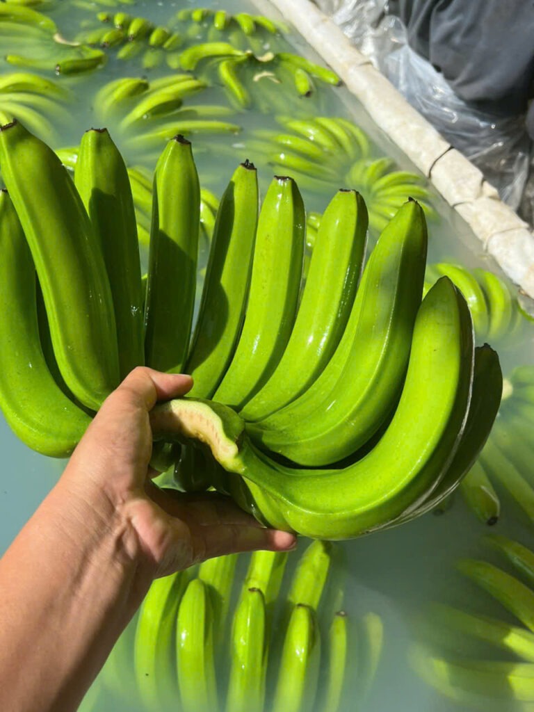 cavendish banana vietnam export